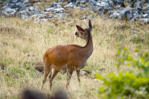 Biche aux aguets sur le plateau d'Ambel (Drôme)