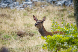 Biche aux aguets sur le plateau d'Ambel (Drôme)
