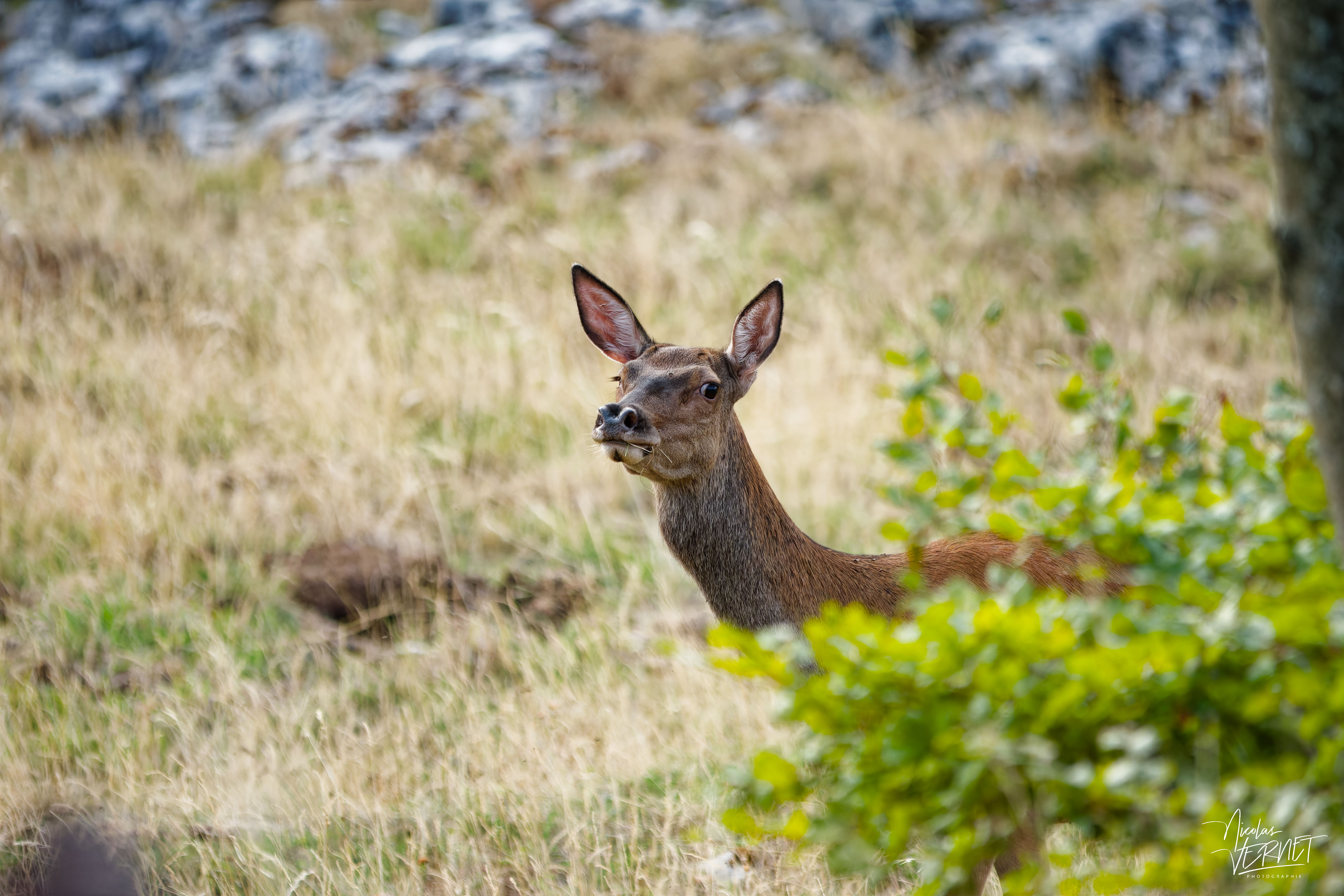 Biche aux aguets sur le plateau d'Ambel (Drôme)