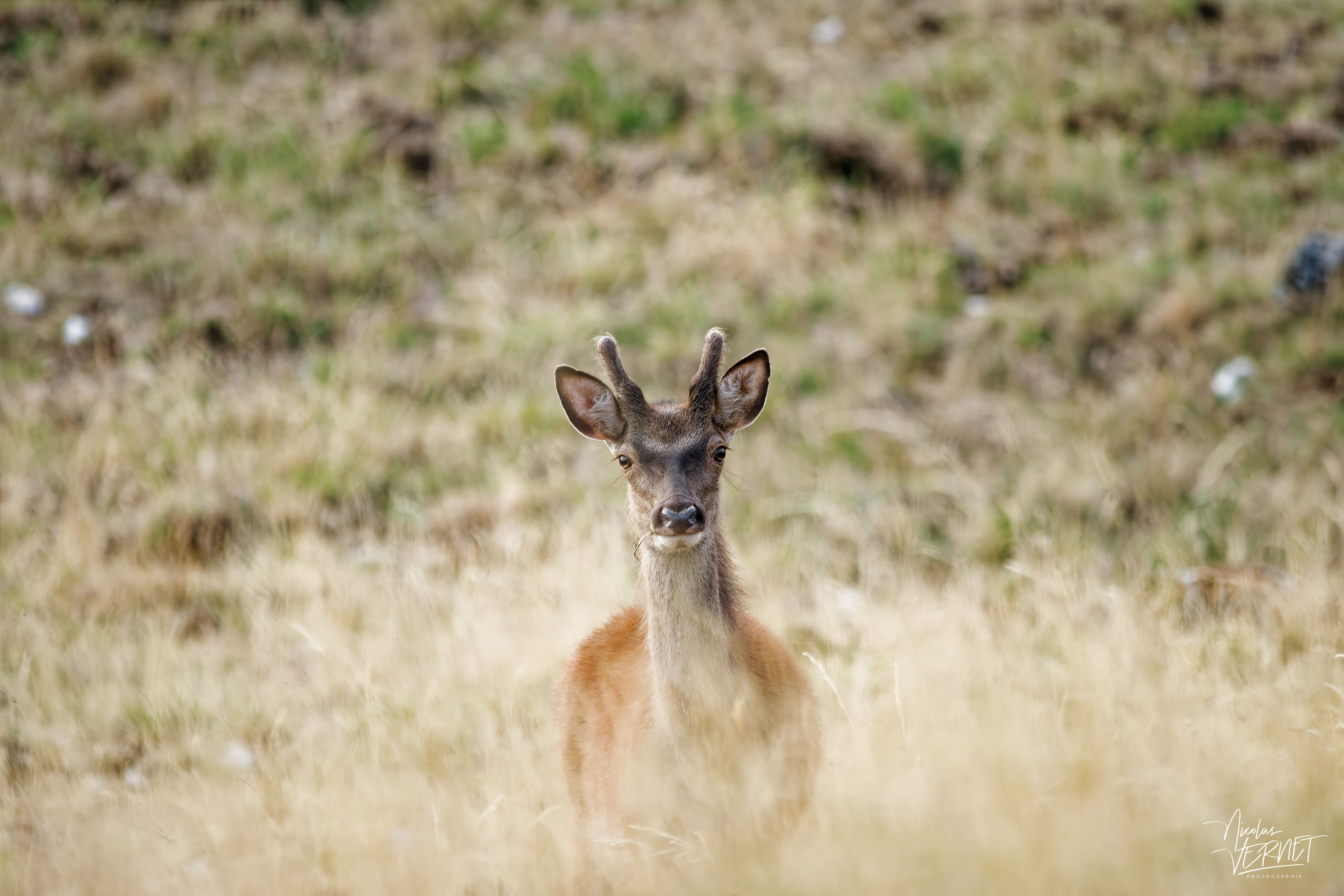 Jeune cerf aux bois en velours, plateau d'Ambel (Drôme)