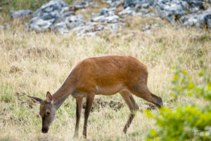 Biche dans une clairière, plateau d'Ambel (Drôme)