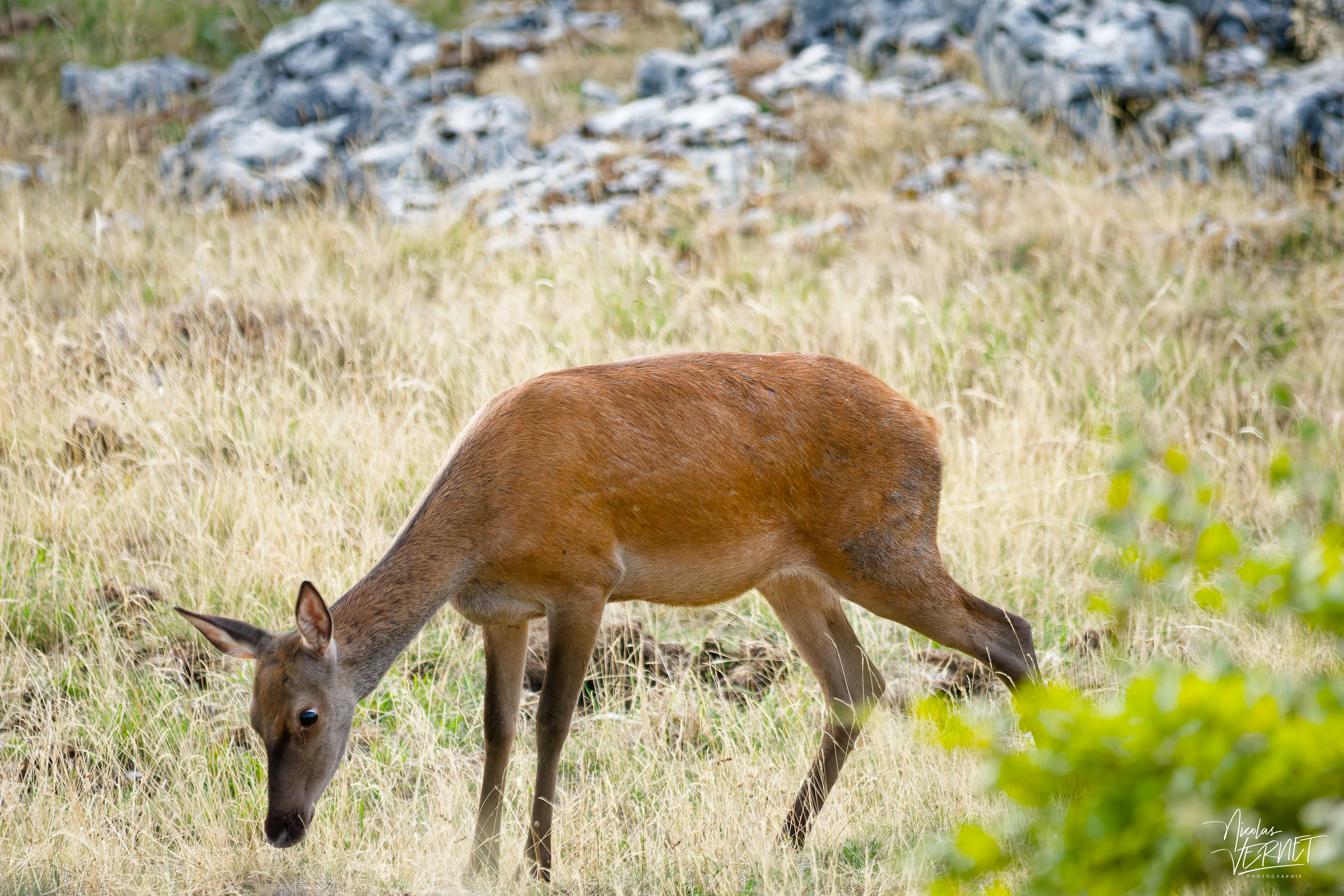 Biche dans une clairière, plateau d'Ambel (Drôme)