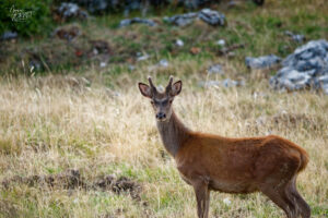 Jeune cerf aux bois en velours, plateau d'Ambel (Drôme)
