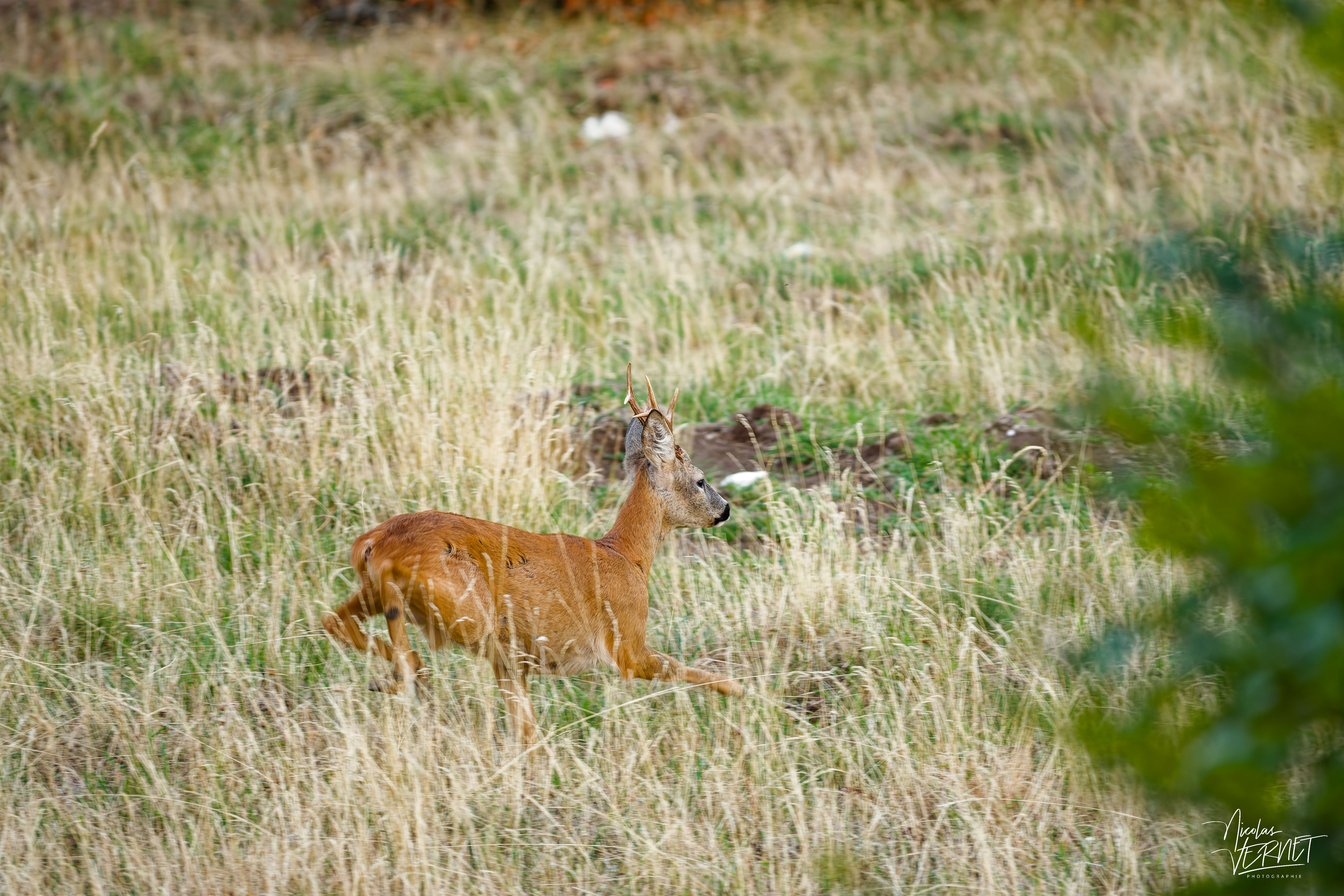 Brocard courant dans les hautes herbes, plateau d'Ambel (Drôme)