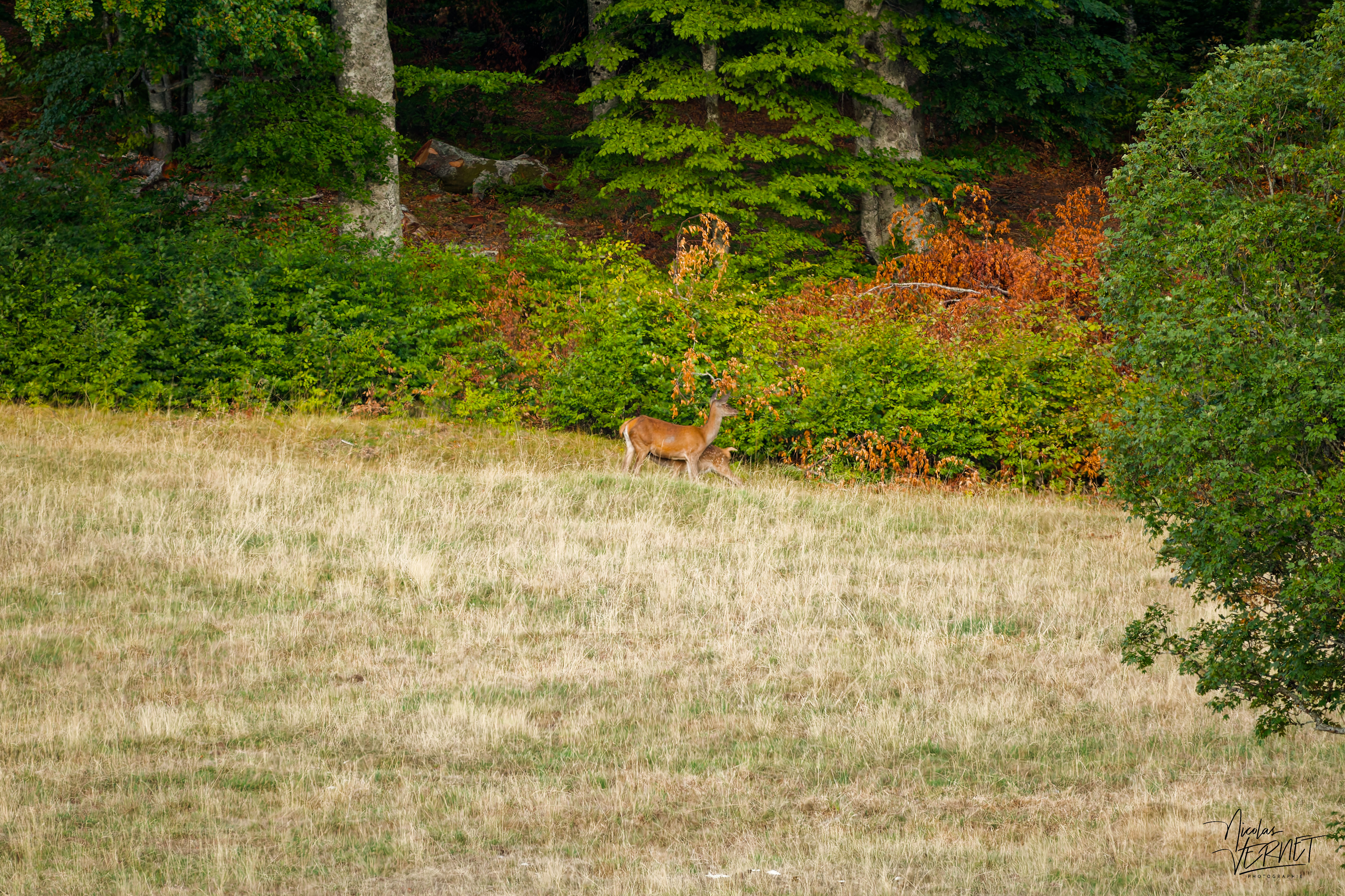 Biche allaitant son faon en lisière de forêt, plateau d'Ambel (Drôme)
