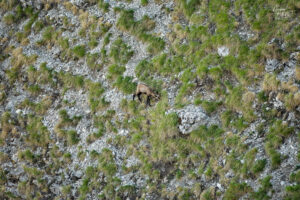 Chamois pâturant sur une pente escarpée, plateau d'Ambel (Drôme)