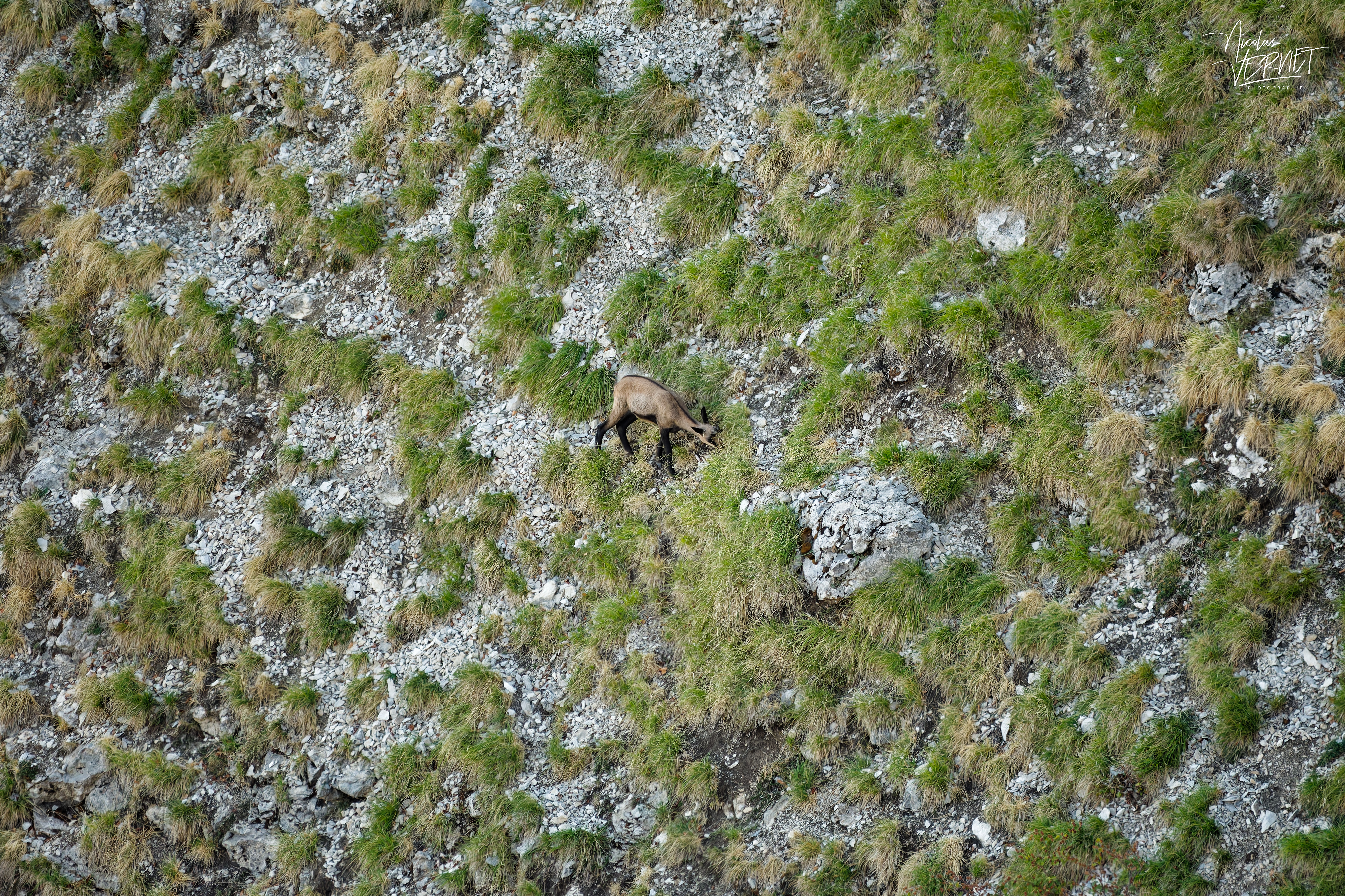 Chamois pâturant sur une pente escarpée, plateau d'Ambel (Drôme)