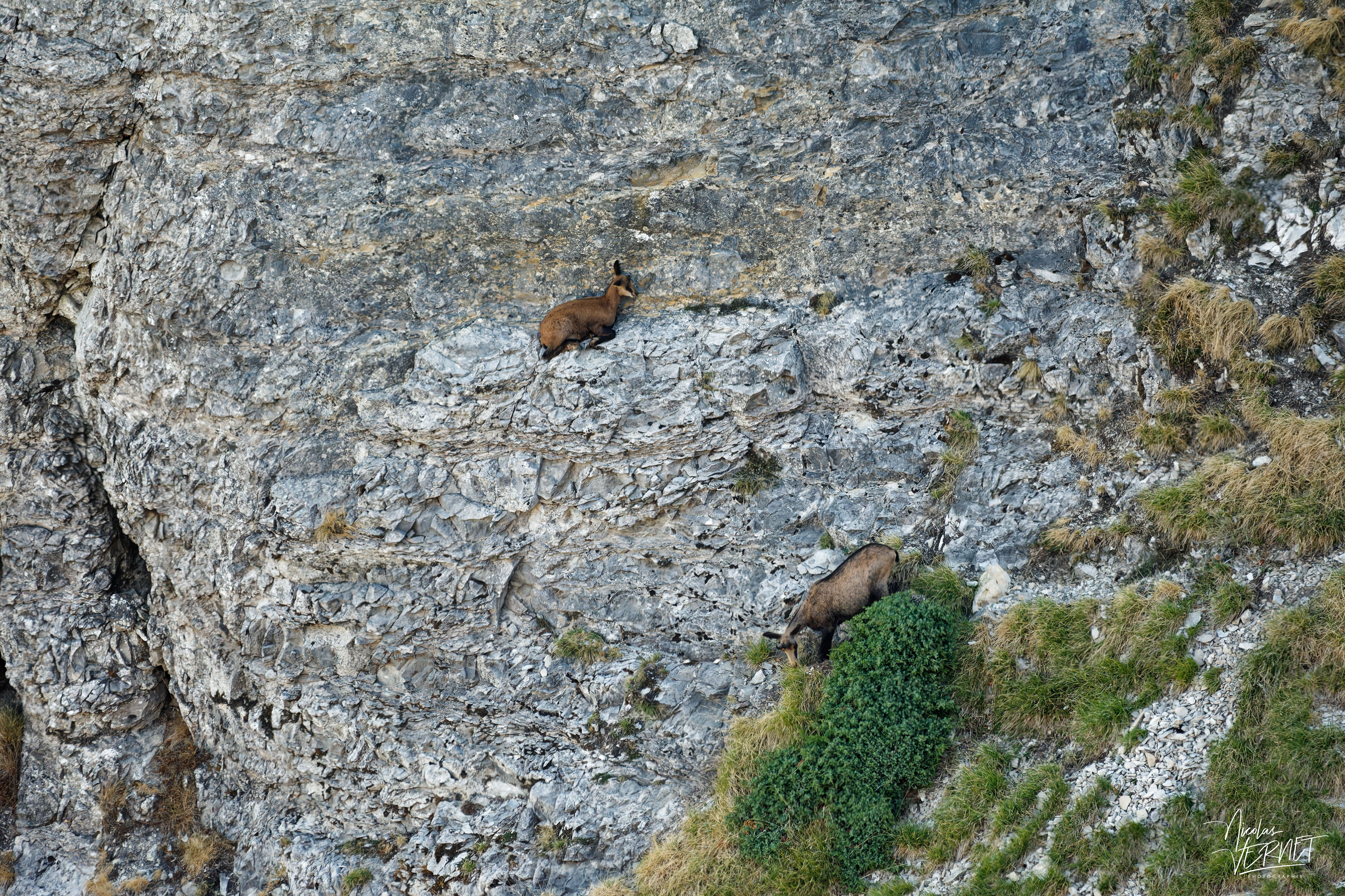 Chamois sur une paroi calcaire, plateau d'Ambel (Drôme)