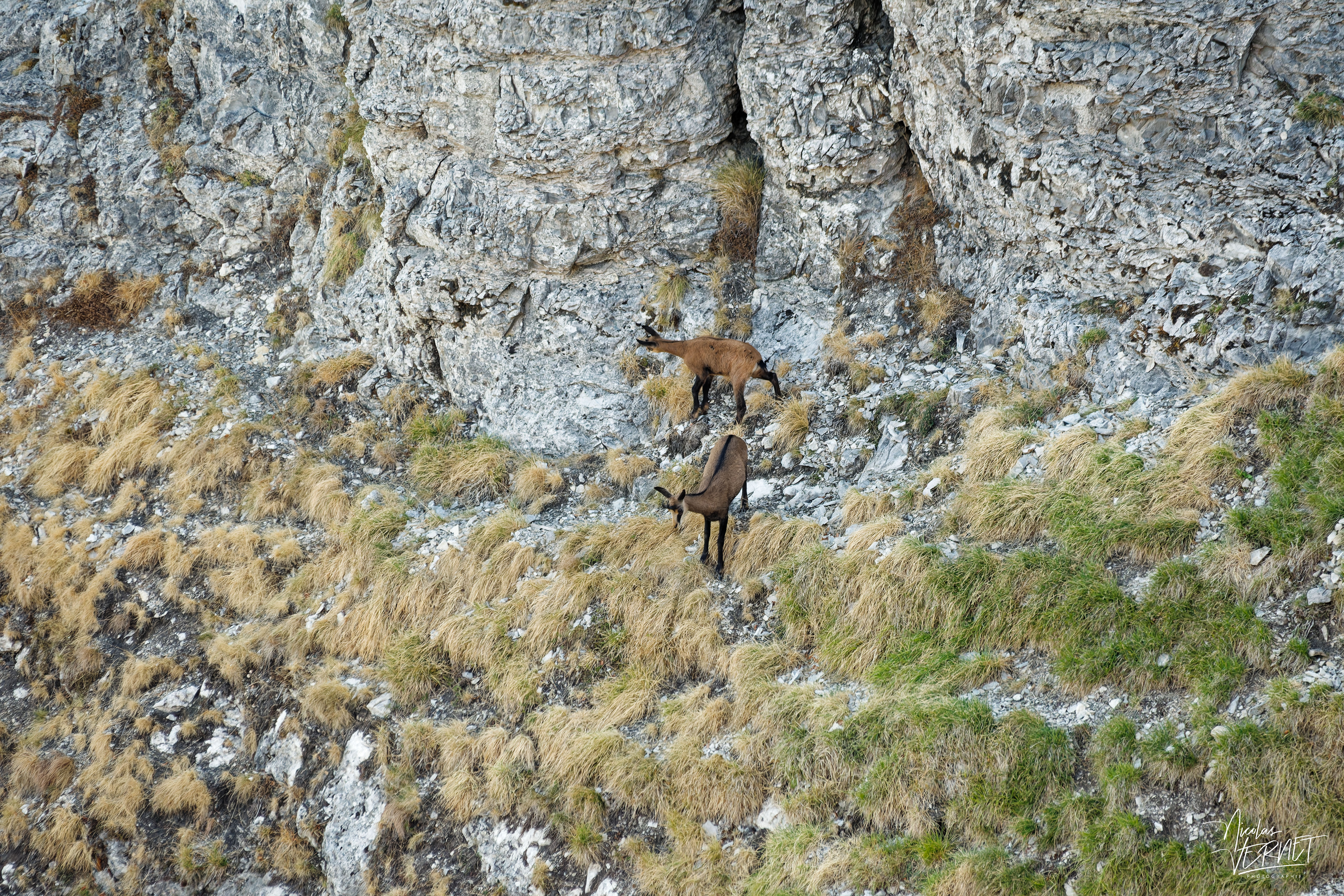 Chamois sur une vire calcaire, plateau d'Ambel (Drôme)