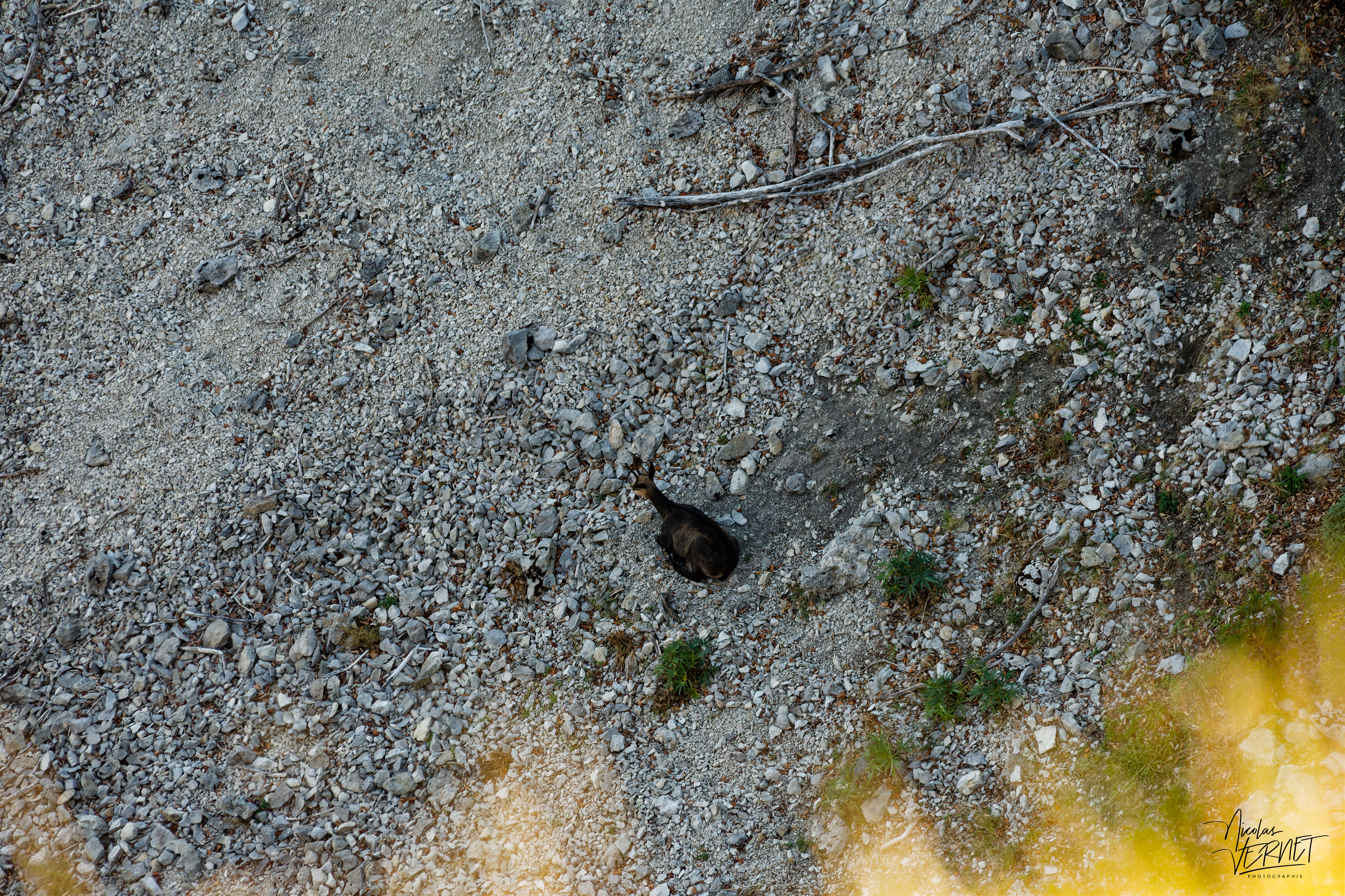 Chamois au repos dans un éboulis, plateau d'Ambel (Drôme)