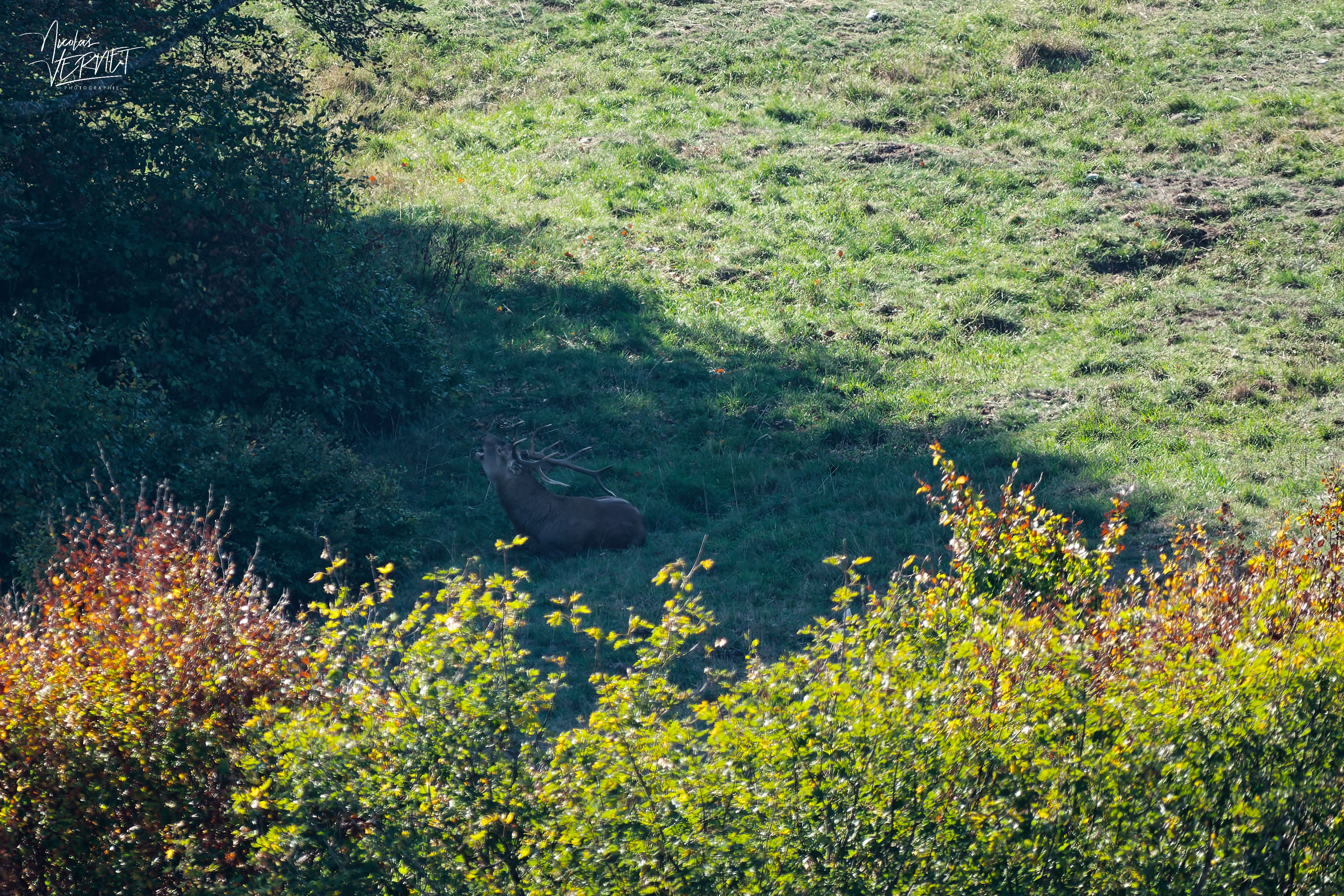 Cerf bramant, plateau d'Ambel (Drôme)