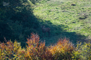 Cerf dans la clairière, plateau d'Ambel (Drôme)
