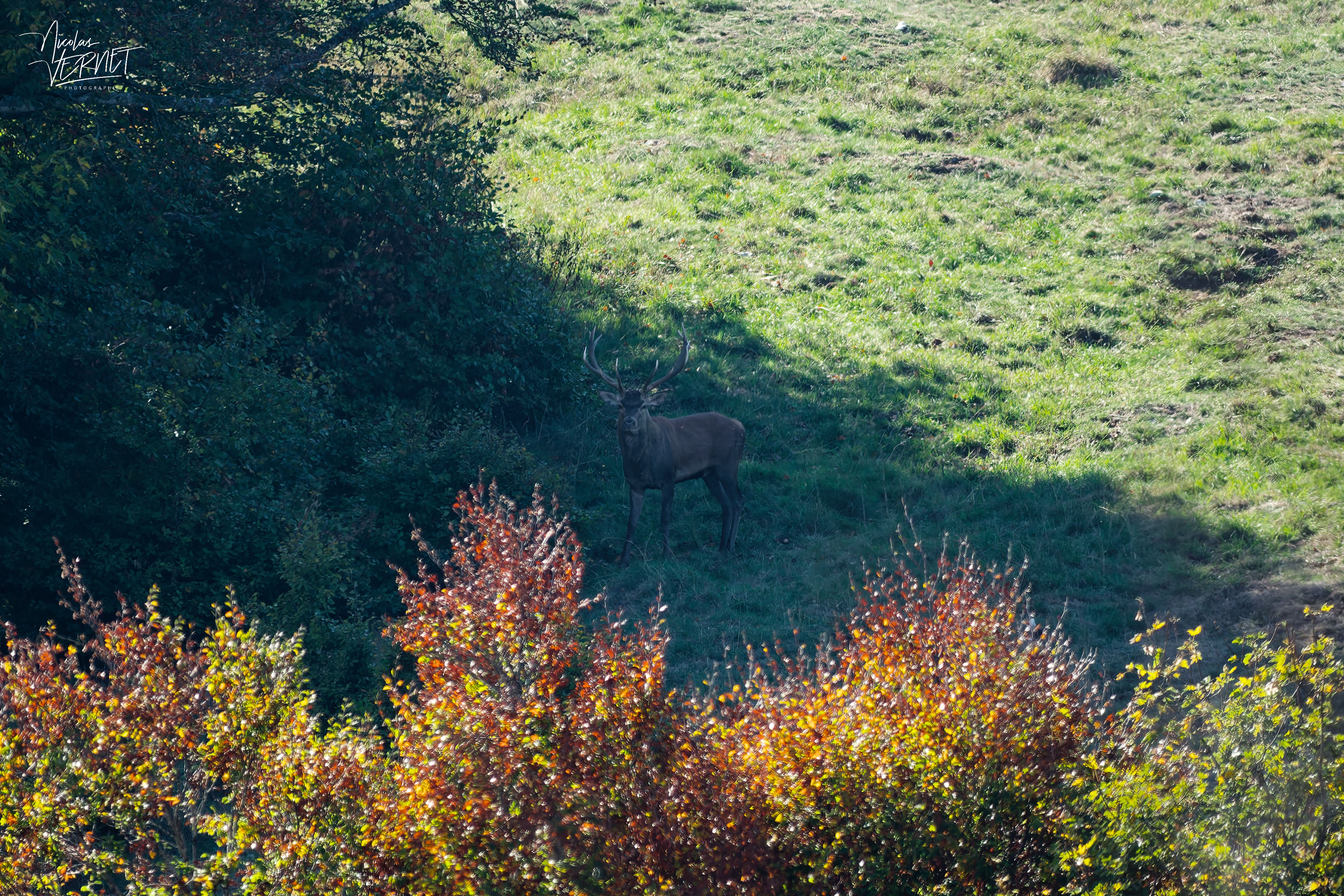 Cerf dans la clairière, plateau d'Ambel (Drôme)