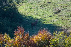 Cerf bramant, plateau d'Ambel (Drôme)