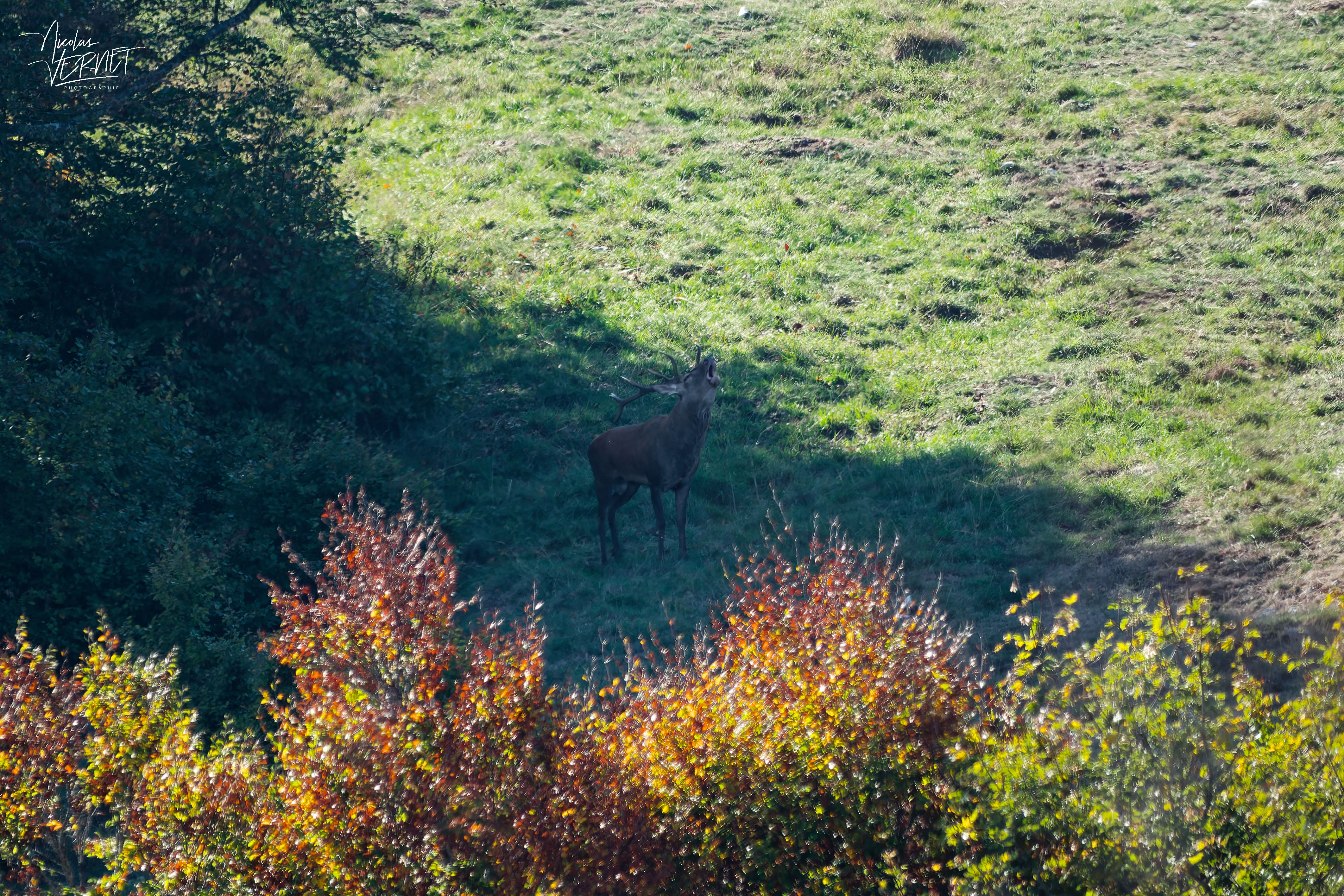 Cerf bramant, plateau d'Ambel (Drôme)