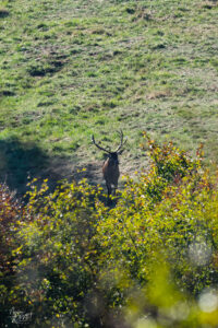Cerf dans la clairière, plateau d'Ambel (Drôme)