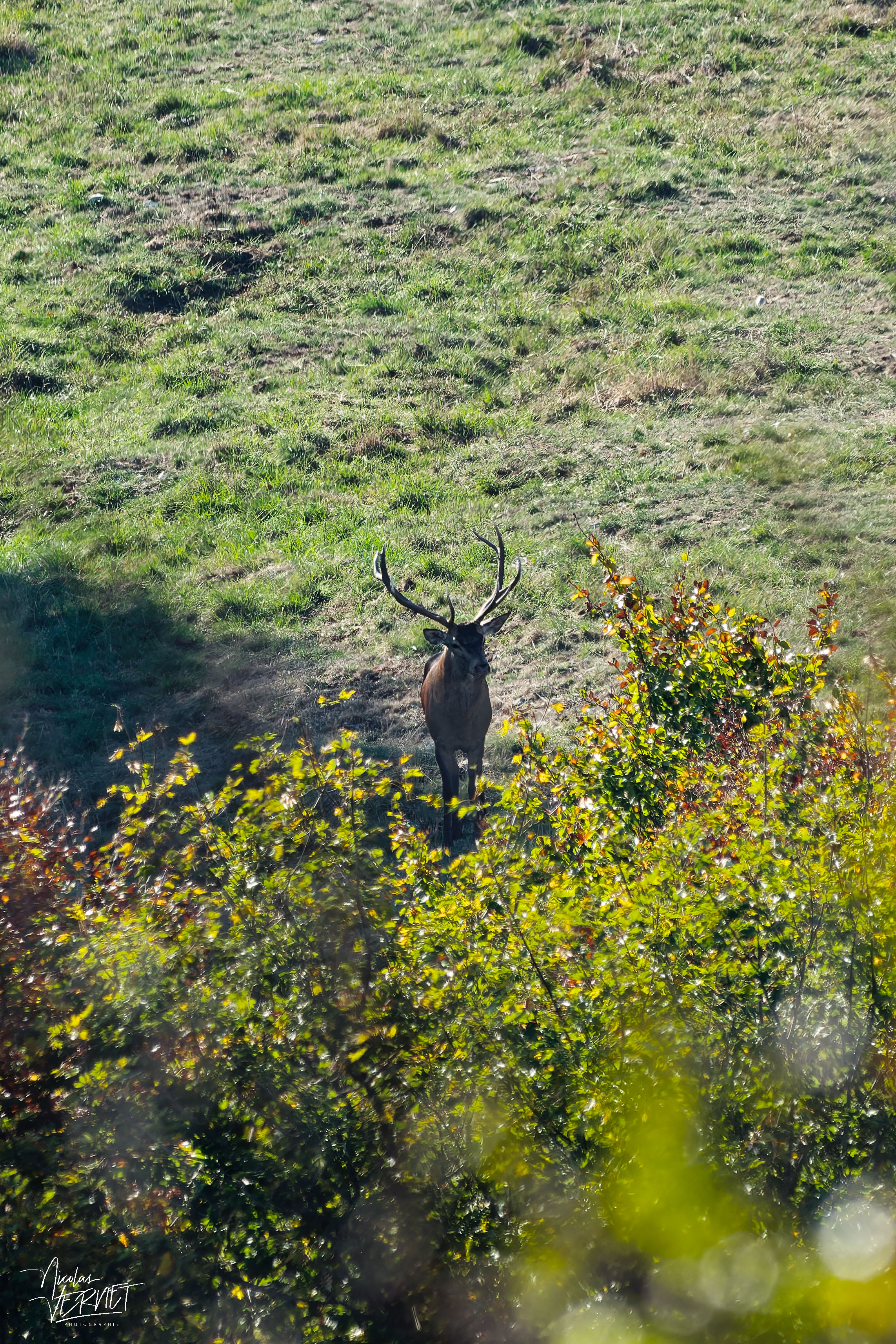 Cerf dans la clairière, plateau d'Ambel (Drôme)