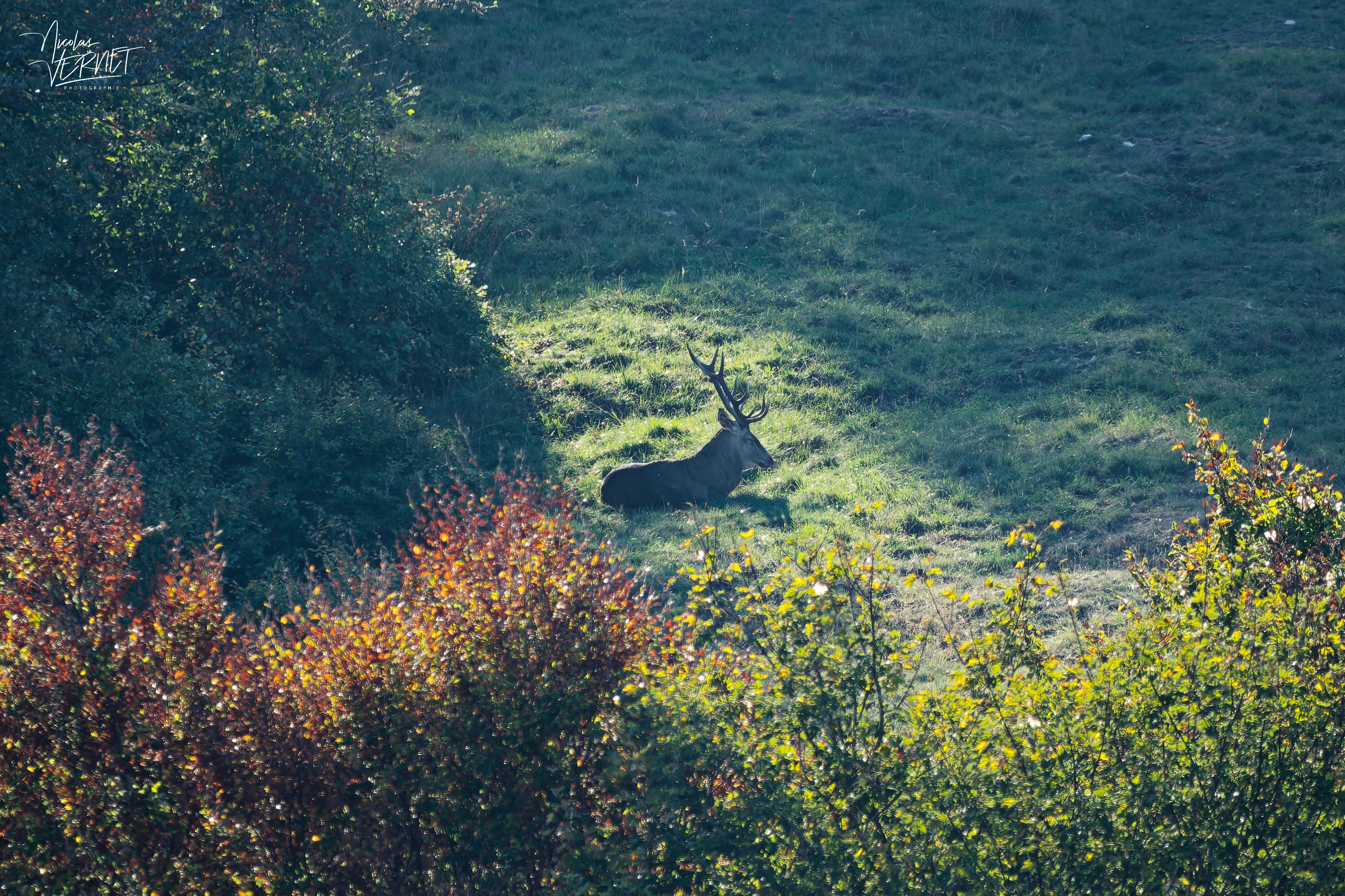 Cerf couché dans la clairière, plateau d'Ambel (Drôme)