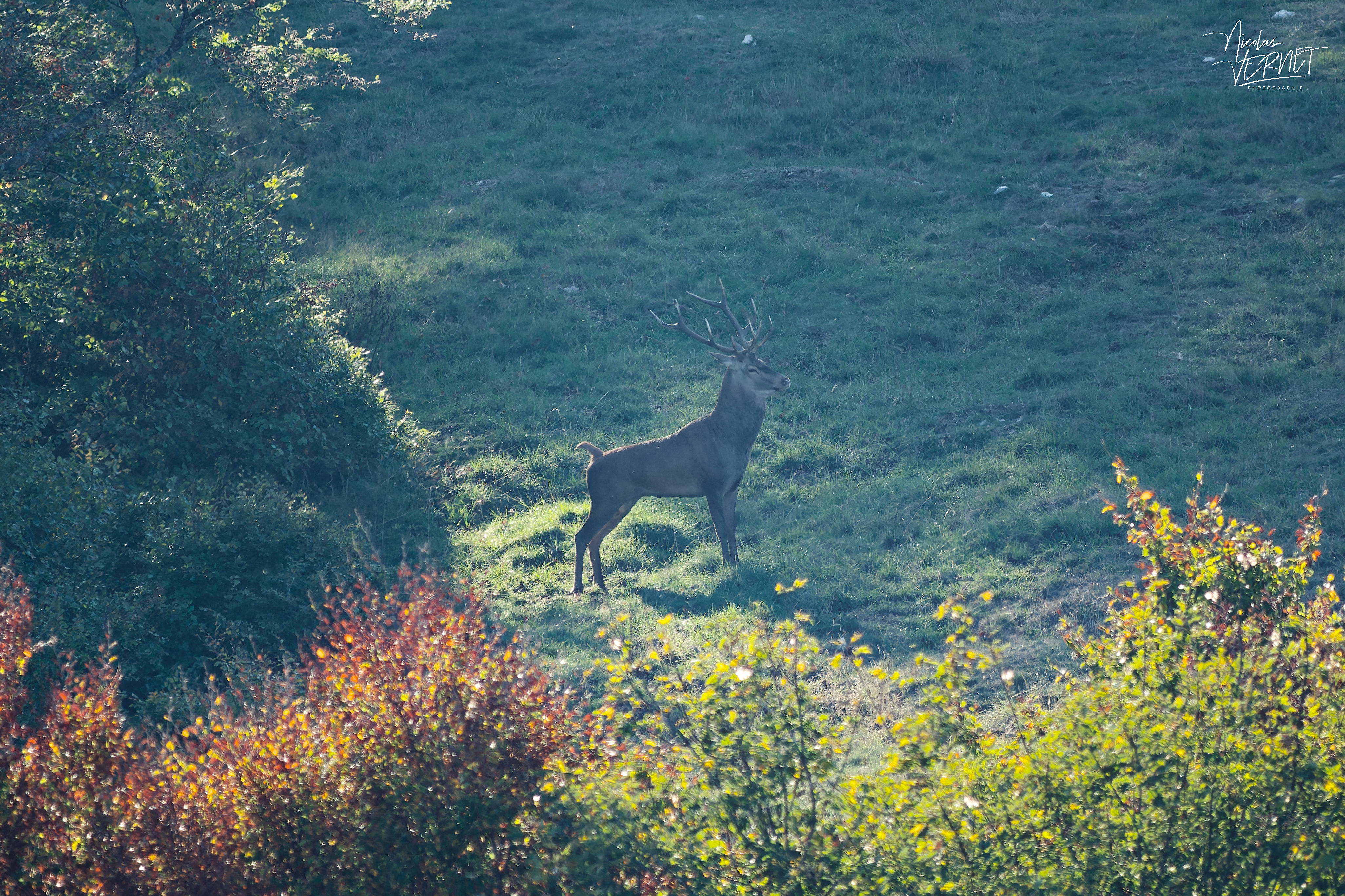 Cerf attentif dans la clairière, plateau d'Ambel (Drôme)