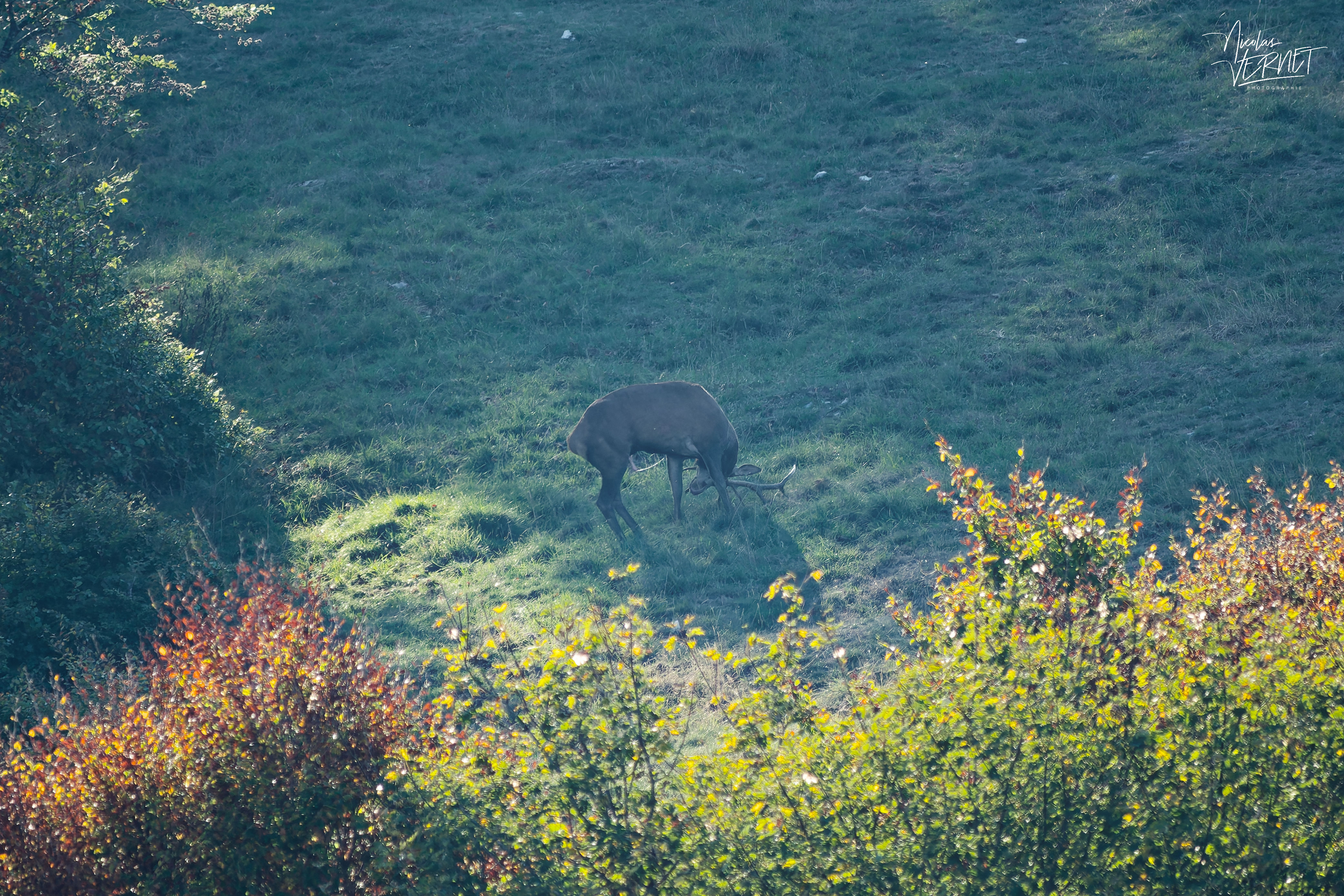Cerf en rituel de marquage olfactif, plateau d'Ambel (Drôme)