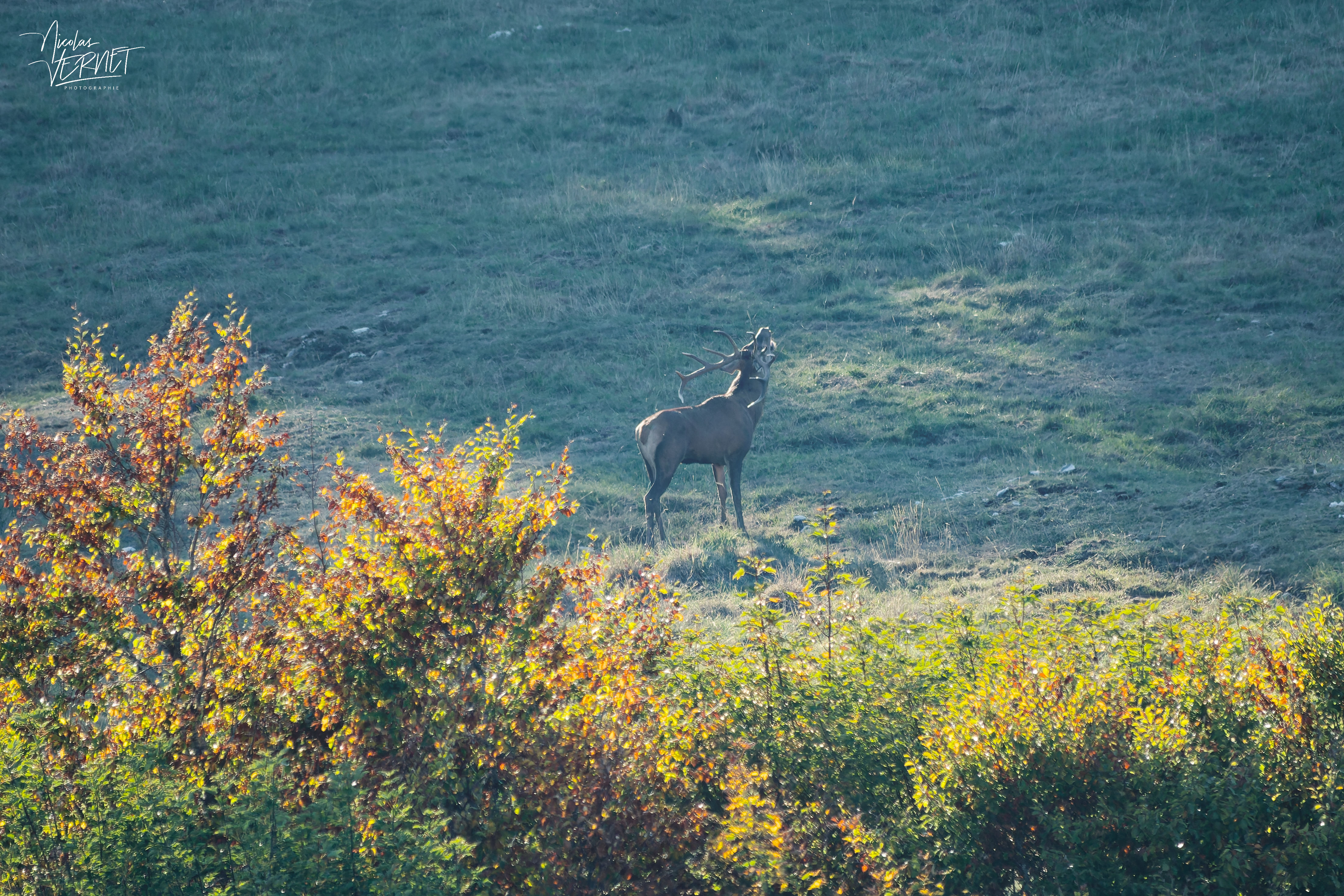 Cerf bramant, plateau d'Ambel (Drôme)