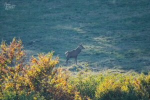 Cerf dans la clairière, plateau d'Ambel (Drôme)