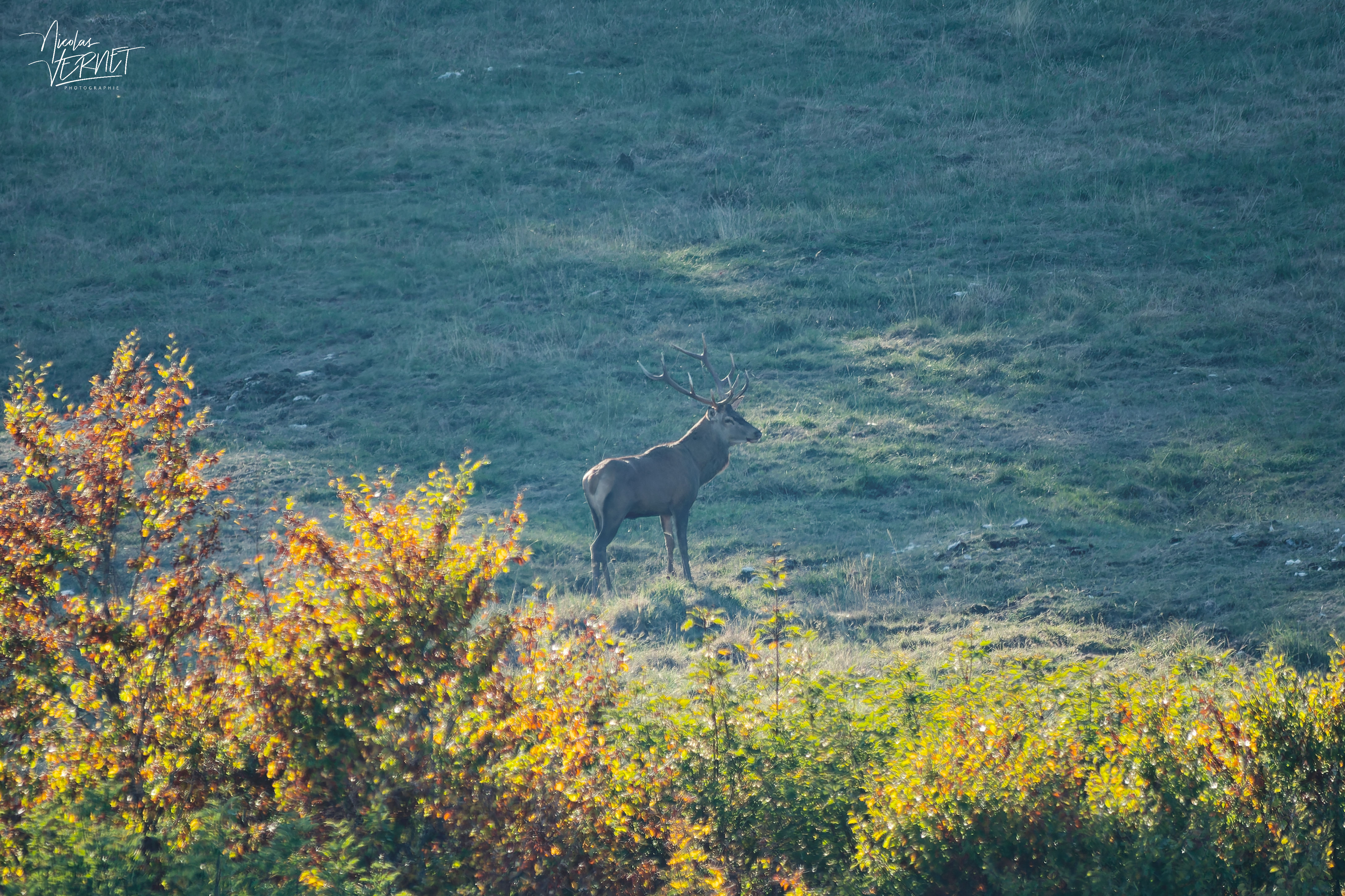 Cerf dans la clairière, plateau d'Ambel (Drôme)