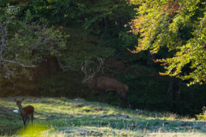 Grand cerf en lisière du bois et biche au soleil, plateau d'Ambel (Drôme)