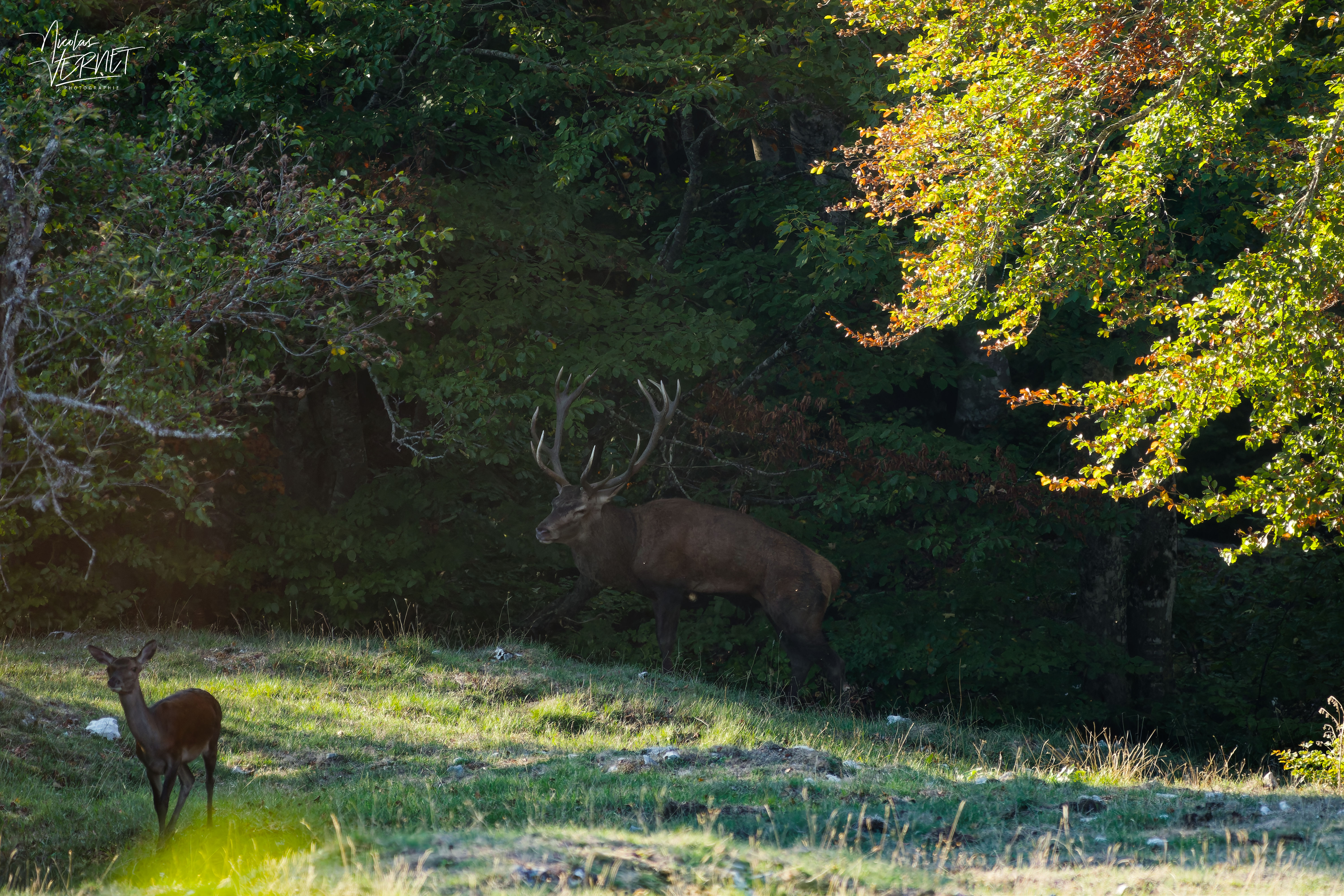 Grand cerf en lisière du bois et biche au soleil, plateau d'Ambel (Drôme)