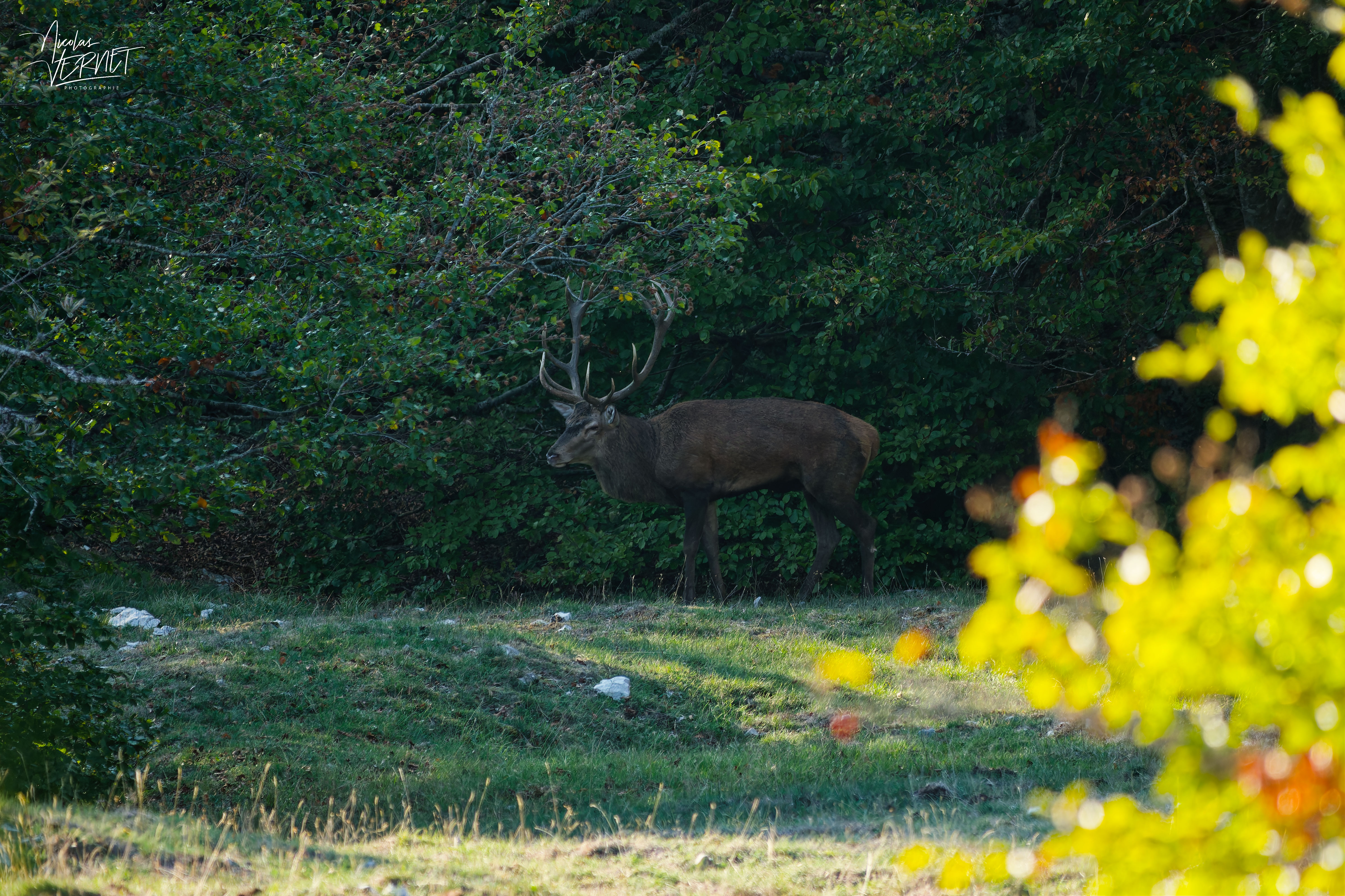 Grand cerf en lisière du bois, plateau d'Ambel (Drôme)
