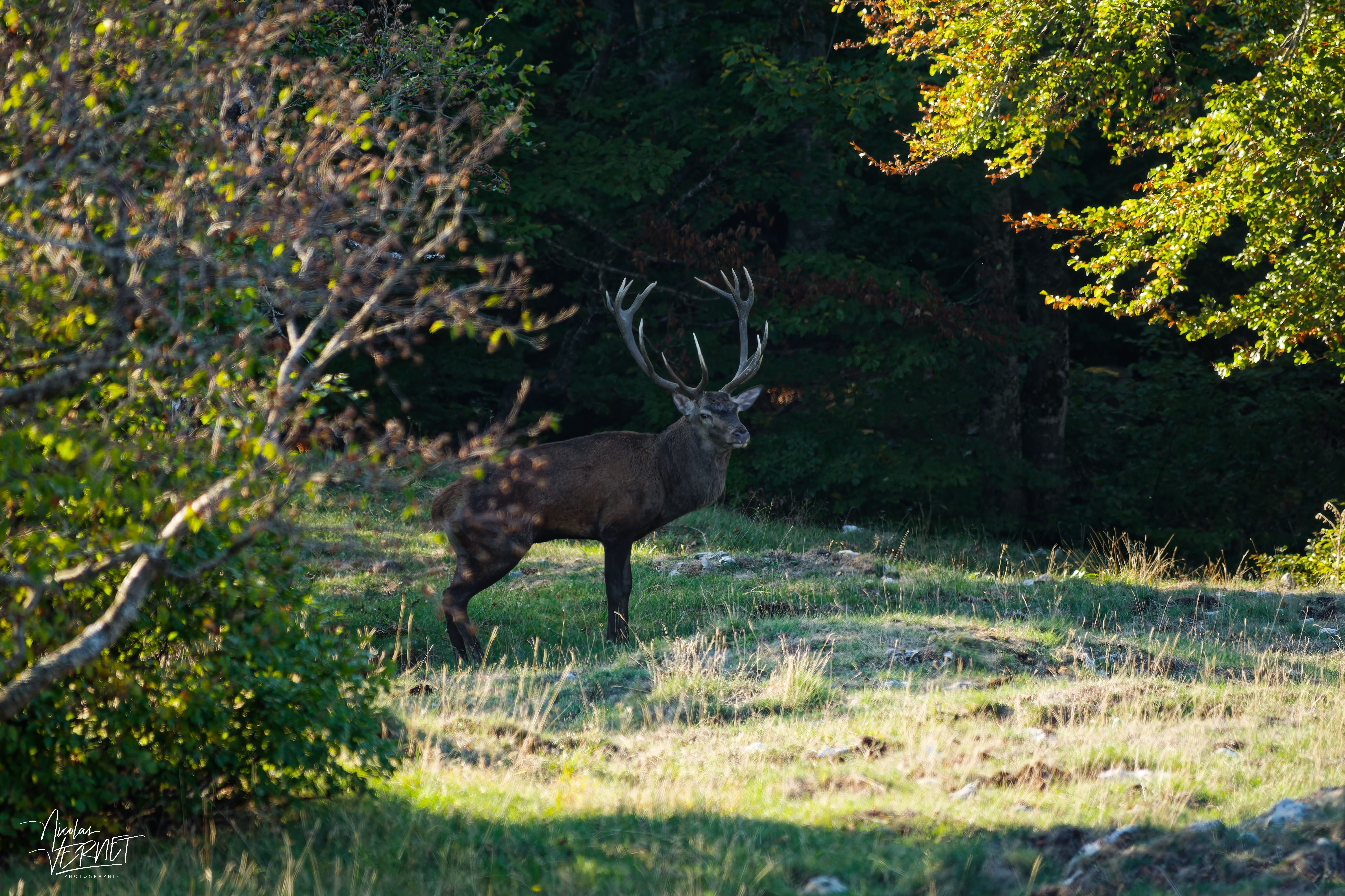 Grand cerf en lisière du bois, plateau d'Ambel (Drôme)