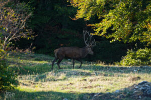 Grand cerf en lisière du bois, plateau d'Ambel (Drôme)