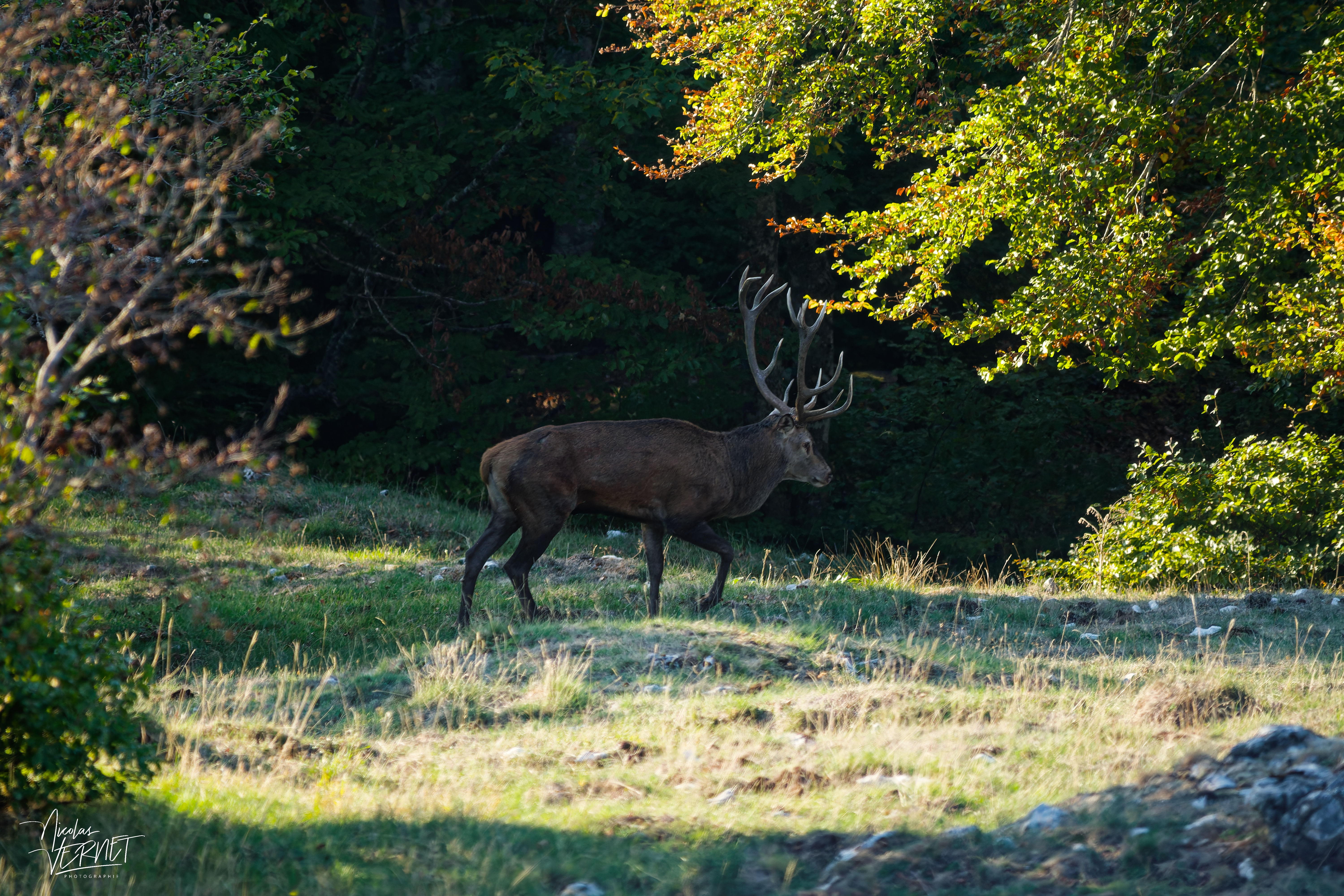 Grand cerf en lisière du bois, plateau d'Ambel (Drôme)