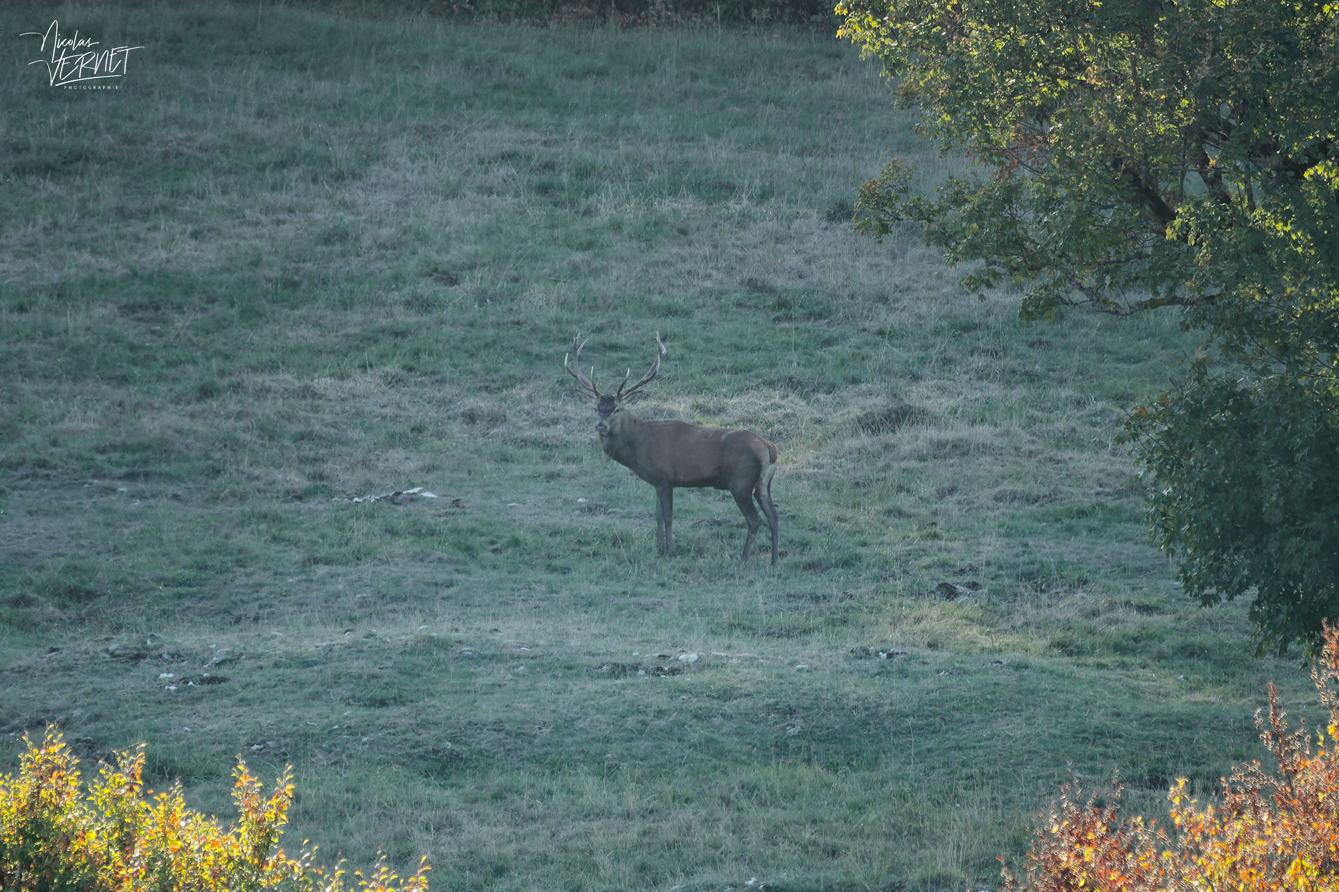 Cerf dans la clairière, plateau d'Ambel (Drôme)